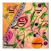 HematopoieticstemcellsSM